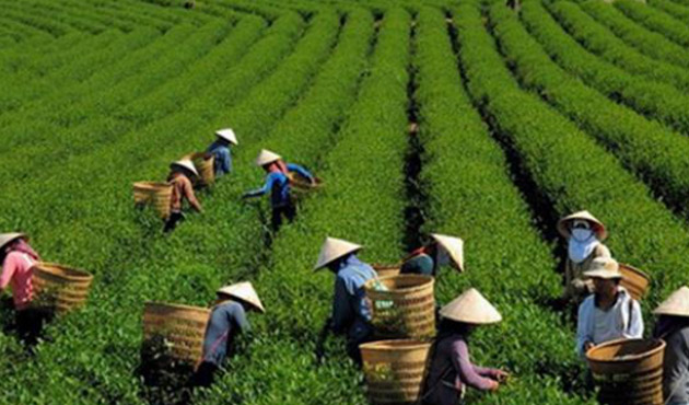 Đơn hàng đi làm nông nghiệp 07/01/2017