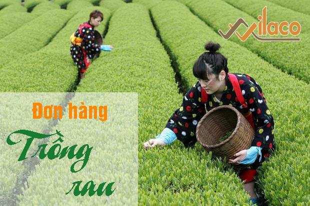 THÔNG BÁO ĐƠN HÀNG NÔNG NGHIỆP NGÀY 23/01/2019