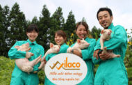TBDH SỐ 203/TBTD-VLC: ĐƠN HÀNG CHĂN NUÔI LỢN